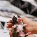 윈터펠 치와와 이미지