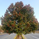 완도호랑가시나무 가로수길 이미지