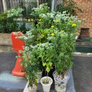 키친달팽이 이미지