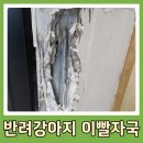WR(인천광역시 서구)-[경제로]-상-5 | 석고벽 보수 강아지 이빨자국 이사전 원상복구 도배 수리 인천 후기