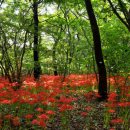 수도산 자연휴양림 이미지