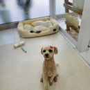 사랑받개 이미지