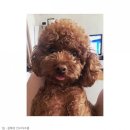 온사랑펫 이미지