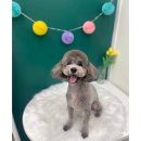 송현동 강아지 이미지