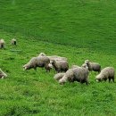 경기도 수원시 장안구 경수대로908번길 이미지