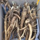 혜성농장 이미지