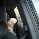 댕댕이 머리하는 날 | 🐶 댕댕이 커피와 떠난 여름휴가 🐶