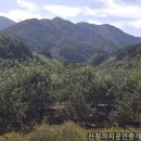 사과나무부동산공인중개사사무소 이미지