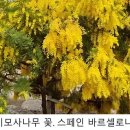 [김민철의 꽃이야기]&#39;자기 앞의 생&#39; 미모사, 소설 소품에서 영화 주연급으로 이미지