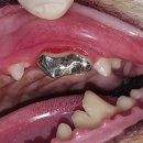 크라운 동물병원 이미지