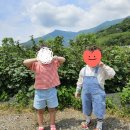 대도농원 | 울산 아이랑 가볼만한 곳 산딸기 따기 체험 울산미니농원 후기 오디수확체험안내
