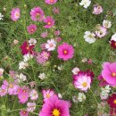 사파동234 이미지