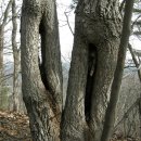 사기막리 이미지