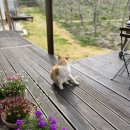 맨션애플트리 이미지