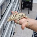 파충류샵 렙타일스테이션 | 용인 파충류샵 비바렙타일 크레스티드 게코 분양 후기