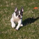 개꿈꾸는 고양이 이미지