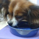 레오까까 이미지