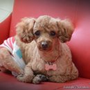 개털깎는남자 이미지