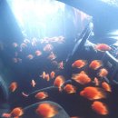 현대수족관 이미지