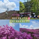 제29회 비슬산 참꽃 문화제 | 대구 비슬산 참꽃군락지 실시간 개화 &amp; 방문 꿀팁 | 3년 만의 역대급 만개
