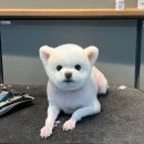 펫더헤븐 이미지