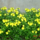 목화농원 이미지