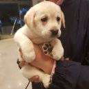 스퀘어독스 이미지