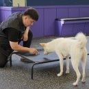 플레이독 애견유치원 이미지