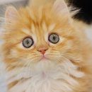 김포고양이분양 맘스캣 이미지