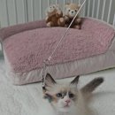 나는 고양이에 빠지다 | 성남고양이 나는 고양이에 빠지다 특별한 방문 후기