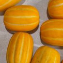 성주 | 2026년 첫 수확 제철 성주참외 후기