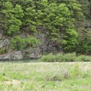 진안 인삼재배 문화 이미지