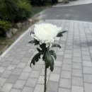 봉하마을 공영주차장　 | 봉하마을 노무현대통령님을 기억하며~ 방문후기