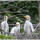 백로서식지 이미지