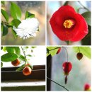 서녘어린이공원 | 서울 여행 가볼만한곳-어린이대공원 식물원(실내정원)