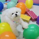 멍찌애견유치원 이미지