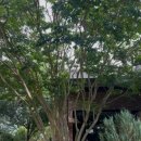 작은마을, 작은숲 이미지