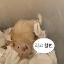 안녕하세요 헌내기에요