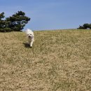 메이드독 이미지