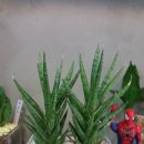 리앤트리 이미지