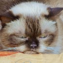 맘스동물의료센터 이미지