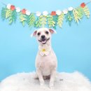 몽그루밍 이미지