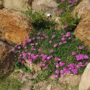 행복무지개 이미지