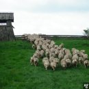 풍전목장 이미지