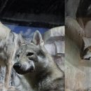 개와고양이 반려동물원 이미지