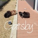 개츠비 켄넬 이미지