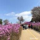 삼성유치원-1구간 | 부천 원미산 진달래꽃 축제 분홍빛 가득한 봄나들이