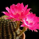 벌과나비 이미지