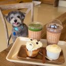 앤드퍼피 이미지