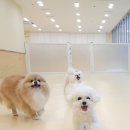 털로덮인친구들 동탄북광장점 이미지